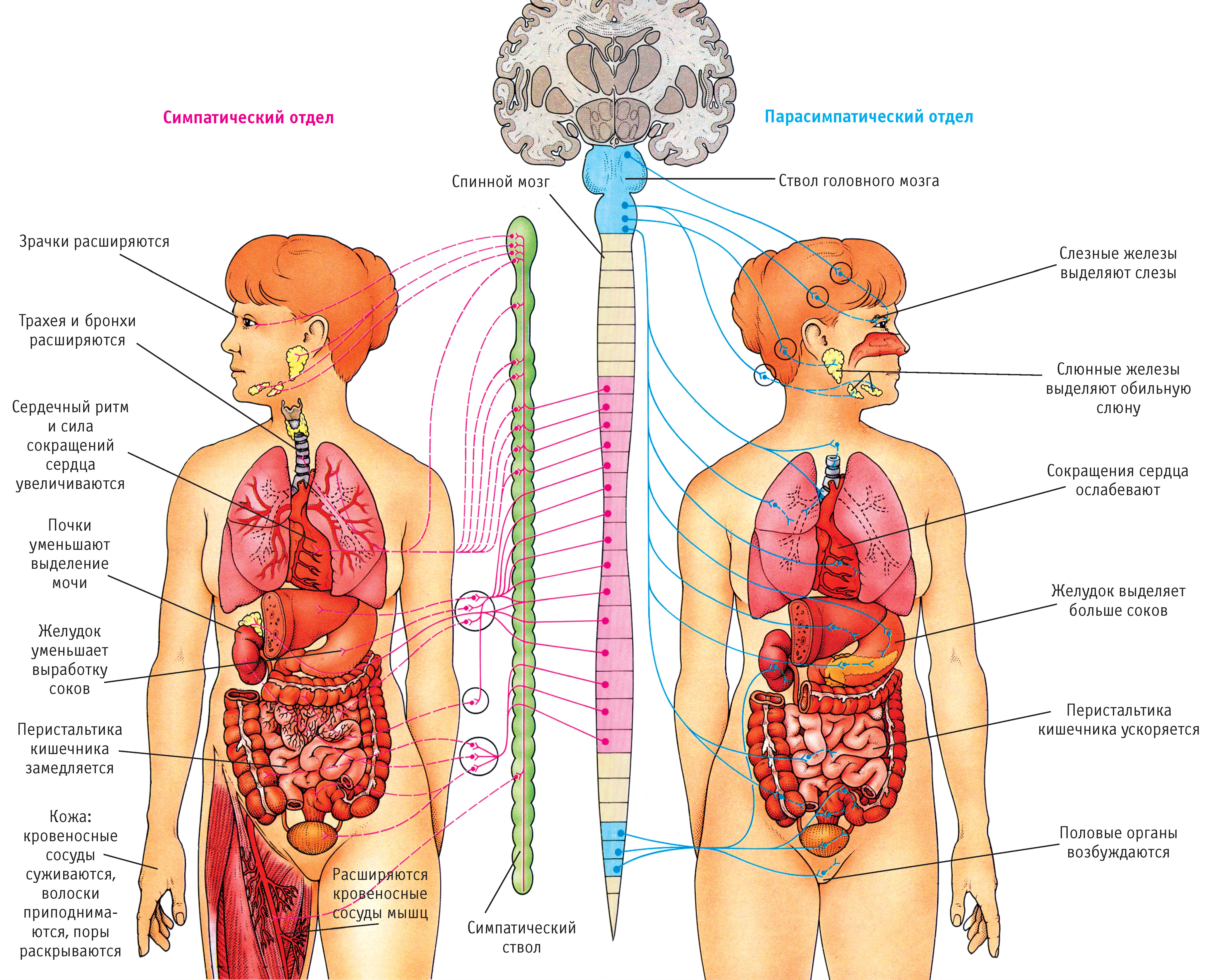 Que es la cetosis en el cuerpo humano